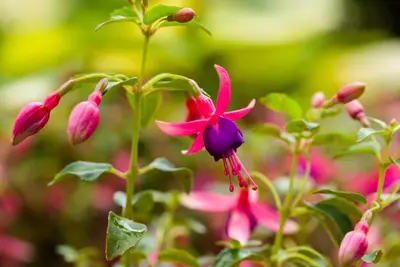 Fuchsia (Fuchsia) - afbeelding 3