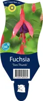 Fuchsia (Fuchsia) - afbeelding 1