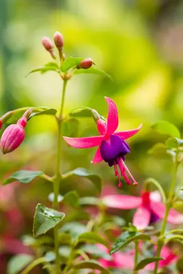 Fuchsia (Fuchsia) - afbeelding 4