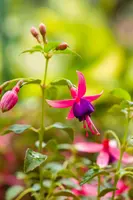 Fuchsia (Fuchsia) - afbeelding 4