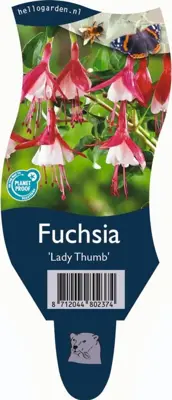 Fuchsia 'Lady Thumb' (Fuchsia) - afbeelding 1
