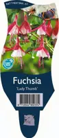 Fuchsia 'Lady Thumb' (Fuchsia) - afbeelding 1