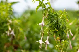 Fuchsia Magellanica Alba (Belleplant) - afbeelding 3