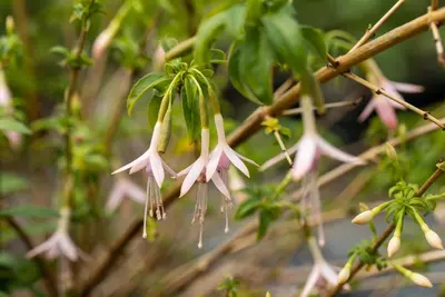 Fuchsia Magellanica Alba (Belleplant) - afbeelding 4
