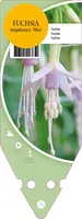 Fuchsia Magellanica Alba (Belleplant) - afbeelding 1
