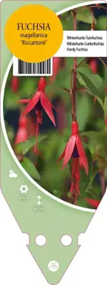 Fuchsia Magellanica Riccartonii (Belleplant) - afbeelding 1