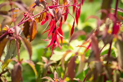 Fuchsia 'Riccartonii' (Fuchsia) - afbeelding 4