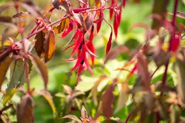 Fuchsia 'Riccartonii' (Fuchsia) - afbeelding 4