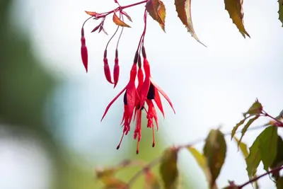 Fuchsia 'Riccartonii' (Fuchsia) - afbeelding 6
