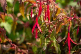 Fuchsia 'Riccartonii' (Fuchsia) - afbeelding 7