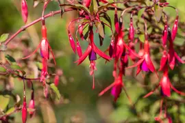 Fuchsia 'Riccartonii' (Fuchsia) - afbeelding 8