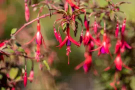 Fuchsia 'Riccartonii' (Fuchsia) - afbeelding 9