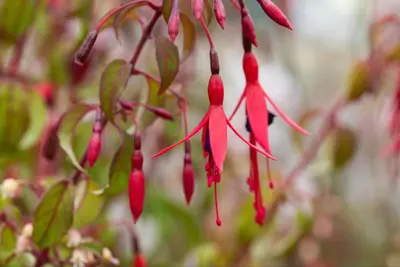 Fuchsia 'Riccartonii' (Fuchsia) - afbeelding 12