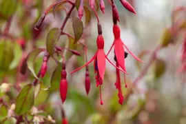 Fuchsia 'Riccartonii' (Fuchsia) - afbeelding 12