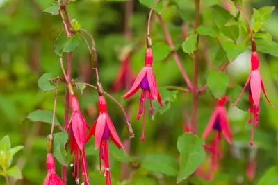 Fuchsia 'Riccartonii' (Fuchsia) - afbeelding 14