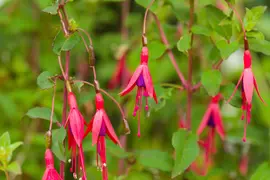 Fuchsia 'Riccartonii' (Fuchsia) - afbeelding 14