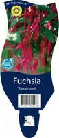 Fuchsia 'Riccartonii' (Fuchsia) kopen?