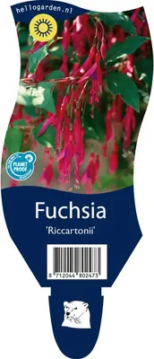 Fuchsia 'Riccartonii' (Fuchsia) - afbeelding 1