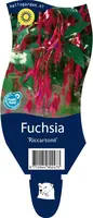 Fuchsia 'Riccartonii' (Fuchsia) - afbeelding 1