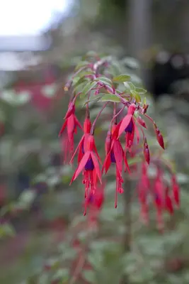 Fuchsia 'Riccartonii' (Fuchsia) - afbeelding 2