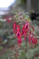 Fuchsia 'Riccartonii' (Fuchsia) - afbeelding 2