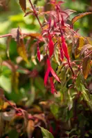 Fuchsia 'Riccartonii' (Fuchsia) - afbeelding 3
