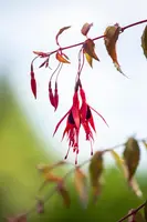 Fuchsia 'Riccartonii' (Fuchsia) - afbeelding 5