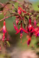 Fuchsia 'Riccartonii' (Fuchsia) - afbeelding 10