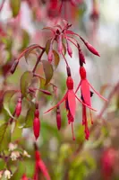 Fuchsia 'Riccartonii' (Fuchsia) - afbeelding 11