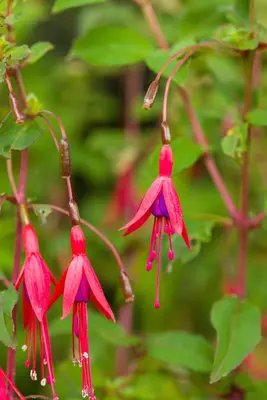 Fuchsia 'Riccartonii' (Fuchsia) - afbeelding 13