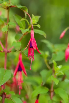 Fuchsia 'Riccartonii' (Fuchsia) - afbeelding 15