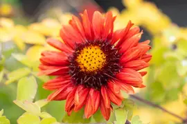 Gaillardia Burgunder (Kokardebloem) - afbeelding 5