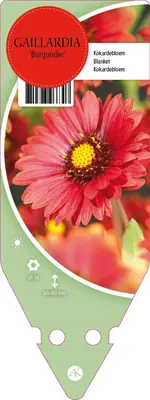 Gaillardia Burgunder (Kokardebloem) - afbeelding 1