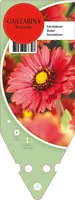 Gaillardia Burgunder (Kokardebloem) - afbeelding 1