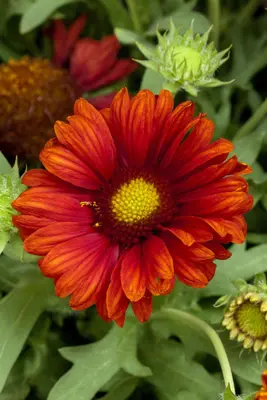 Gaillardia Burgunder (Kokardebloem) - afbeelding 4