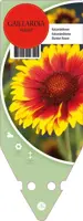Gaillardia Kobold (Kokardebloem) - afbeelding 1
