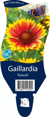 Gaillardia (Kokardebloem) - afbeelding 1