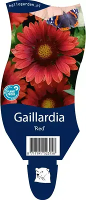 Gaillardia (Kokardebloem) - afbeelding 1