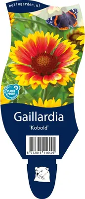 Gaillardia (Kokardebloem) - afbeelding 1