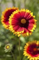 Gaillardia (Kokardebloem) - afbeelding 2