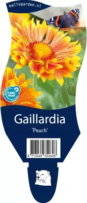 Gaillardia 'Peach' (Kokardebloem) - afbeelding 1