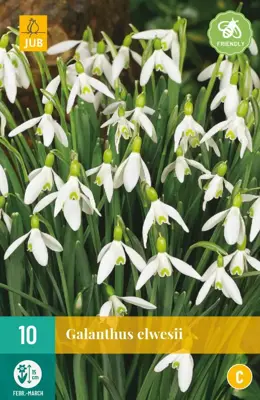 Galanthus elwesii 10 sneeuwklokjes - afbeelding 1