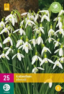 Galanthus elwesii 25 sneeuwklokjes - afbeelding 2