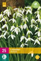 Galanthus elwesii 25 sneeuwklokjes - afbeelding 2