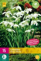 Galanthus Flore Pleno 15 sneeuwklokjes - afbeelding 2