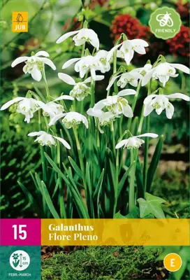Galanthus Flore Pleno 15 sneeuwklokjes - afbeelding 1