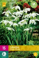 Galanthus Flore Pleno 15 sneeuwklokjes - afbeelding 1