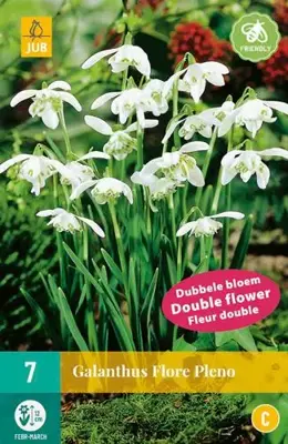 Galanthus Flore Pleno 7 sneeuwklokjes - afbeelding 2