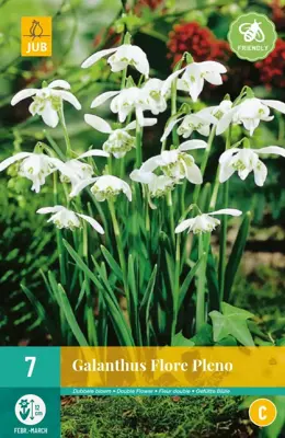Galanthus Flore Pleno 7 sneeuwklokjes - afbeelding 1