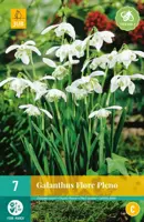 Galanthus Flore Pleno 7 sneeuwklokjes - afbeelding 1